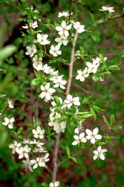 나뭇가지와 푸른 잎에 달린 하얀 작은 야생 벚꽃 — 스톡 사진