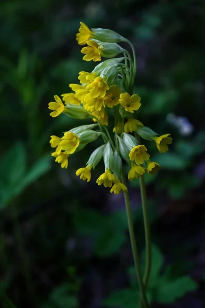 Bando de pequenas flores amarelas no caule no fundo escuro desfocado — Fotografia de Stock