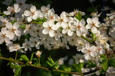 Kahverengi arkaplanda yeşil yapraklar olan dalda beyaz küçük bahar çiçekleri