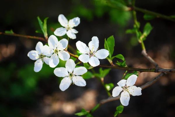 Bílé Malé Jarní Květiny Větvi Zelenými Listy Hnědém Pozadí Bokeh — Stock fotografie