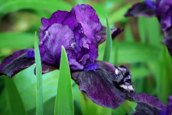 Flor Iris Púrpura Sobre Fondo Verde Hojas Verdes Largas —  Fotos de Stock