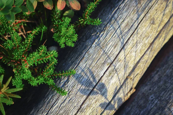 Crowberry Hierba Sombra Tronco Árbol Seco Caído Con Grietas — Foto de Stock