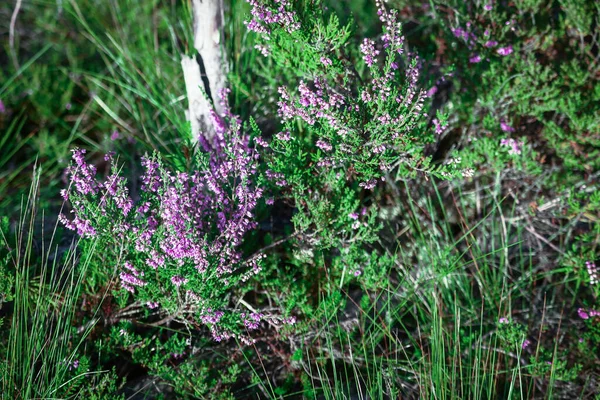 Heather Ziele Dywan Małych Fioletowych Kwiatów Maleńkie Zielone Liście Słoneczny — Zdjęcie stockowe