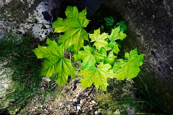 Jonge malpe boom voorjaar groeien op de grond — Stockfoto