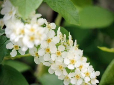 Küçük beyaz kiraz çiçeklerinden oluşan yoğun kümeler yeşil yapraklara karşı parlak sarı merkezlerle kapanır. Bahar temaları, botanik çizimler, doğa web siteleri ve mevsimlik pazarlama malzemeleri için mükemmel.