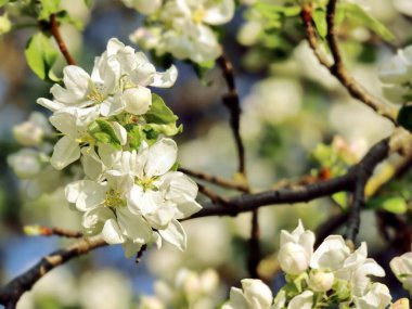 Güzel elma ağaçları, doğal güneş ışığıyla aydınlatılır sanatsal bokeh etkisi ve görünür gökyüzü ile. Bahar pazarlaması, tebrik kartları, ilham verici içerik, doğa blogları ve mevsimlik reklam kampanyaları için mükemmel..