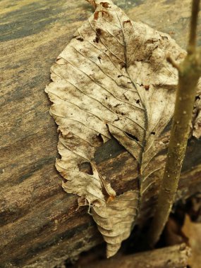 Kurumuş yaprak, ahşap yüzeyde karmaşık damar şekilleri ve doğal kıvrımlar gösteriyor. Sonbahar temaları, çürüme kavramları, doku geçmişi, yaşam döngüsü eğitimi ve doğal model tasarımı için idealdir..