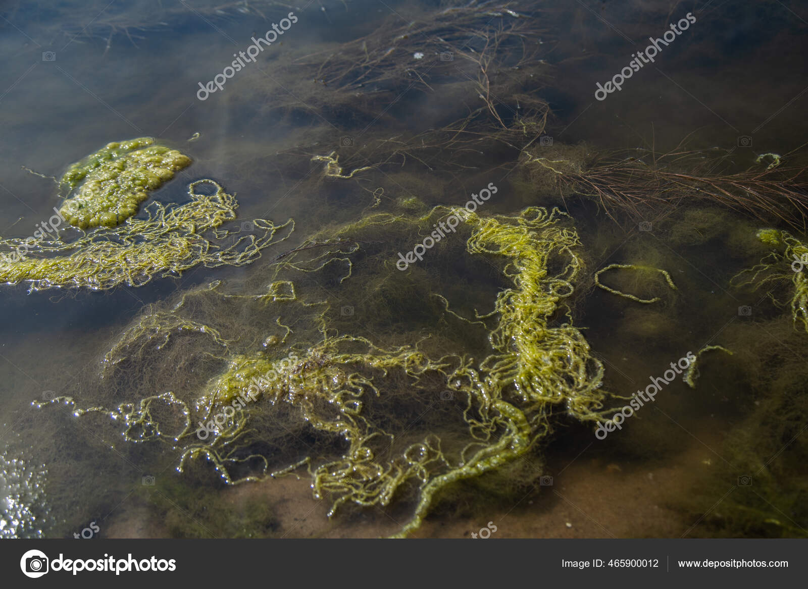 Ooze Seaweed Float Surface Reservoir Stock Photo by ©Kseniiya 465900012