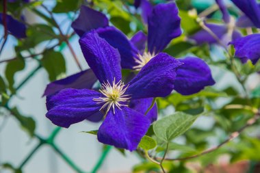 Yeşil yapraklı mor Clementine çiçekleri