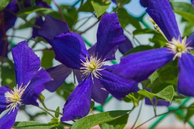Yeşil yapraklı mor Clementine çiçekleri