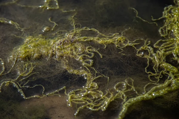 Ooze Seaweed Float Surface Reservoir — Stock Photo, Image