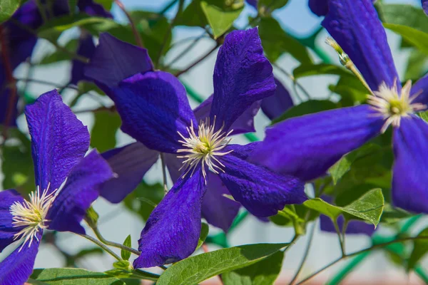 Yeşil yapraklı mor Clementine çiçekleri