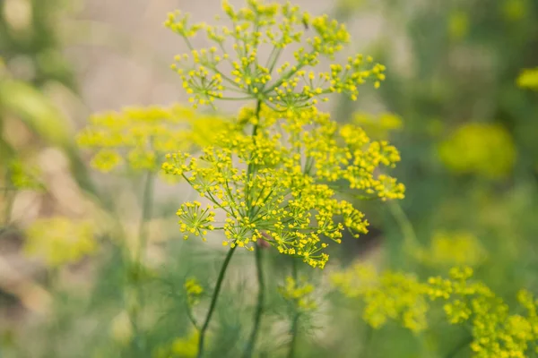 Dill çiçekleri bulanık arkaplanı kapatır