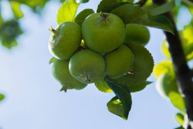 Yeşil elmalar yapraklarla çevrili bir ağaç dalında yetişir.