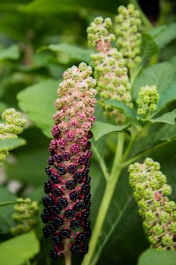 Yeşil yapraklı Lakonos meyvesinin yeşil mor tomurcukları