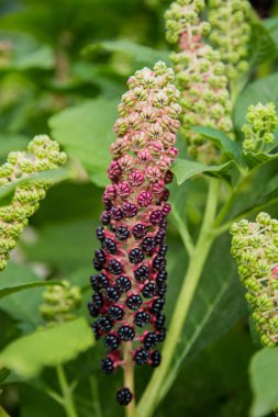 Yeşil yapraklı Lakonos meyvesinin yeşil mor tomurcukları