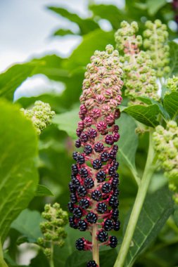 Yeşil yapraklı Lakonos meyvesinin yeşil mor tomurcukları