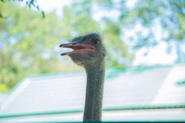 Head Ostrich Bird Ostrich Looks Open Mouthed Background Blurred — Stock Photo, Image