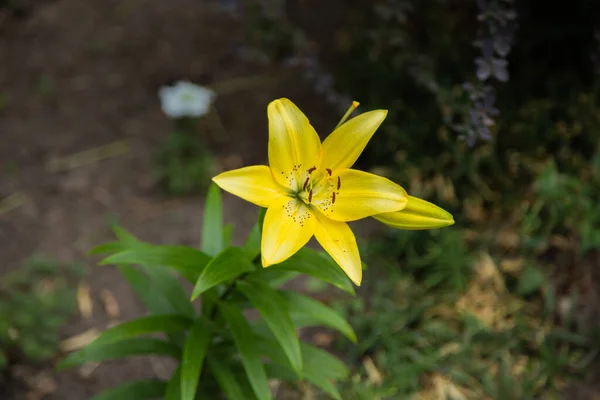 Gele Lelie Bloem Een Donkere Achtergrond Het Uitzicht Vanaf — Stockfoto