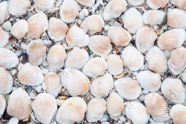 Arrière-plan, grosses coquilles retournées sur le sable — Photo