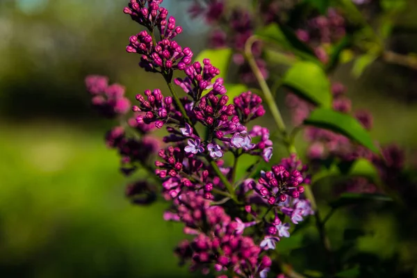 A beautiful bunch of warm purple lilac on the background of a bush. — Stock Photo, Image