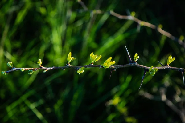 Hawthorn. Dikenli ve dikenli bir ağaç gövdesi ve dalları