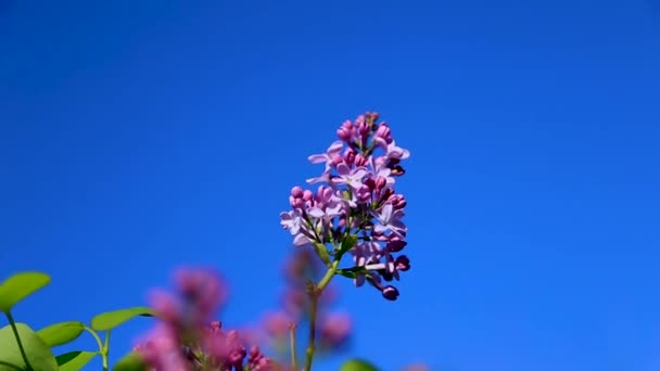 Um ramo meio-florescido de oscilações de lilás de uma rajada de vento contra o céu azul. — Vídeo de Stock