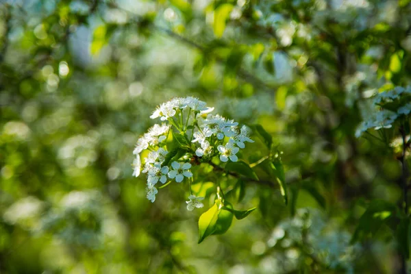 Ein Kirschzweig, übersät mit Blumen auf verschwommenem Hintergrund — Stockfoto