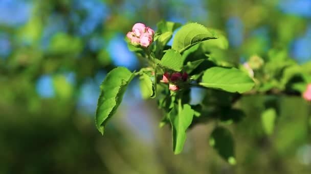 En gren med rosa-rött äpple blommar upp i vinden. — Stockvideo