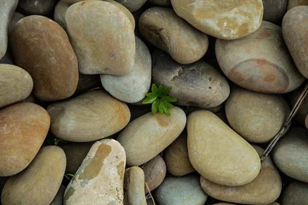 A plant breaks through and grows among large stones — Stock Photo, Image