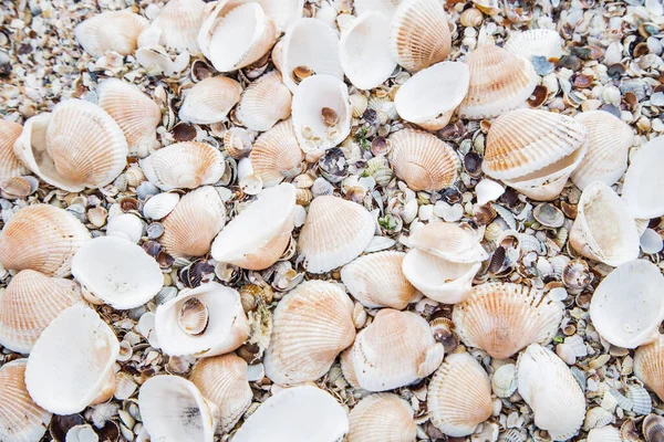 Background, a sand consisting of large shells that lie in a pile — Stock Photo, Image
