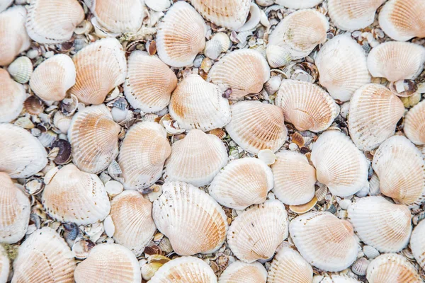 Background, large shells turned upside down on the sand — Stock Photo, Image
