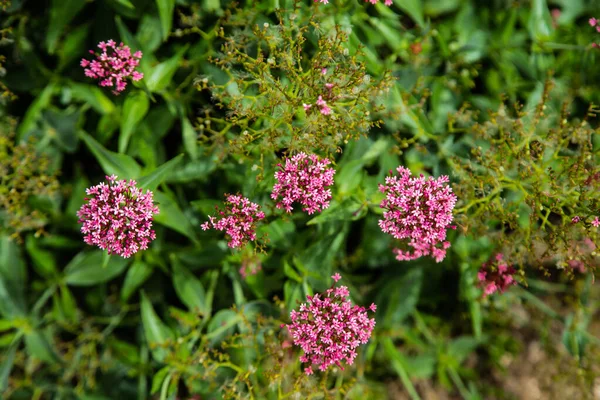 Bälle mit rosa Blüten zwischen grünen Blättern — Stockfoto