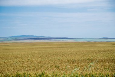 Fotoğrafta bir tarla ve dağlar görünüyor..