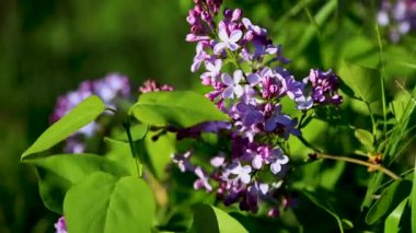 Videoda, bir leylak dalı rüzgarın esintisinde sallanıyor.