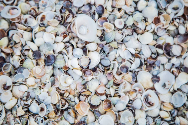 Background, sand consisting of small and large shells under the sun rays — Stock Photo, Image