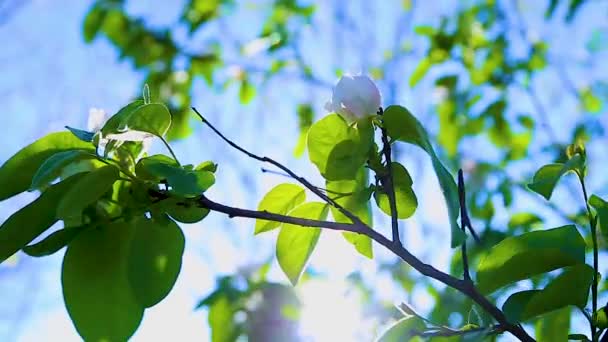 Een aftakking met rose-rode appelbloesems zwaait in de wind — Stockvideo