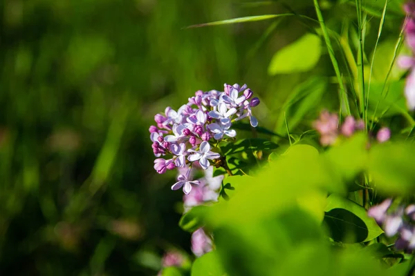 Un manojo de lila púrpura es visible desde detrás de las hojas. — Foto de Stock