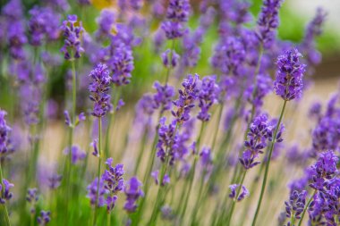 Lavanta çiçekleri arka planda parlak mor renktedir.. 