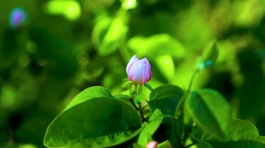 Pembe elmalı bir dal rüzgarda sallanıyor..