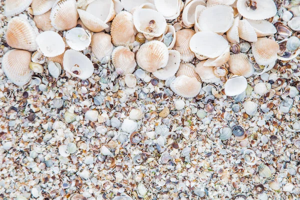 Background, large shells on the upper half of the photo — Stock Photo, Image