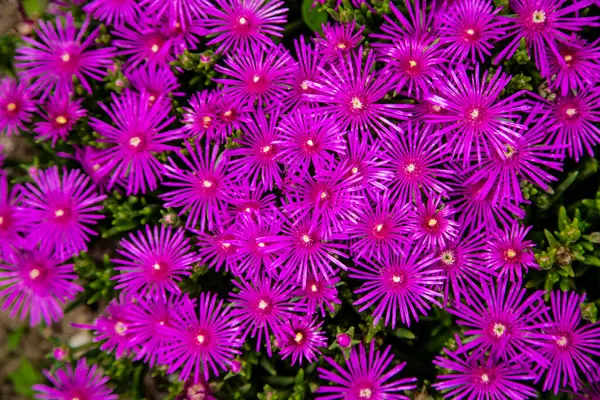 Achtergrond van kleine roze bloemen en de groene bladeren — Stockfoto