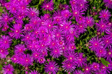  Küçük pembe çiçeklerin ve yeşil yaprakların arka planı