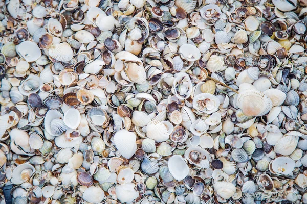 Background, sand consisting of small and large shells under the sun rays — Stock Photo, Image