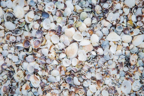 Background, sand consisting of small and large shells under the sun rays — Stock Photo, Image