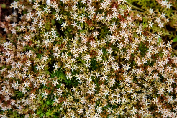 Fond de petites fleurs blanches et les feuilles vertes — Photo
