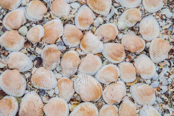 No fundo são grandes conchas, viradas de cabeça para baixo na areia. — Fotografia de Stock