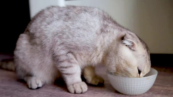 Sarkık kulaklı, gri çizgili bir kedi, yüksek ışıklı bir kaseden su içer ve dudaklarını yalar.. — Stok video