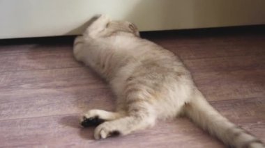 Sarkık kulaklı, gri çizgili, parlak sarı gözlü bir kedi kanepeyi pençeleriyle parçalıyor..