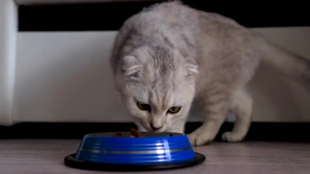 Un gato gris orejudo huele comida de un tazón azul, luego va hacia la cámara — Vídeo de stock